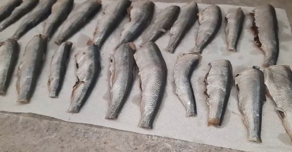 Салака с овощами на зиму Салака с овощами на зиму