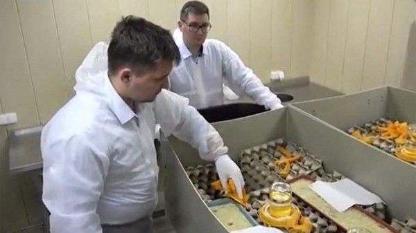 В России планируют наладить производство еды из сверчков
