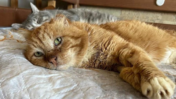 
                    Умер проживший семь лет на могиле хозяина дагестанский кот Хатико

        