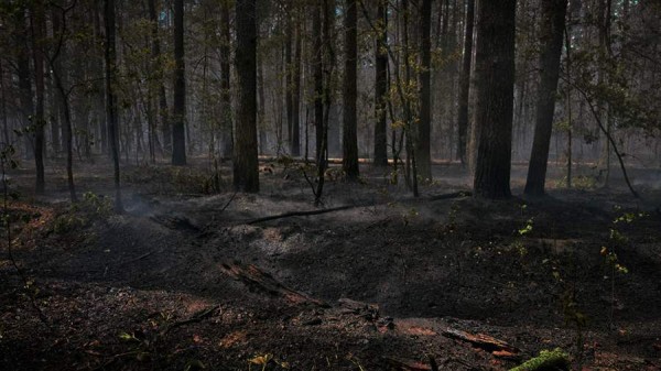 
                    Пожар в заповеднике Усманского района локализовали на площади в 500 га

        