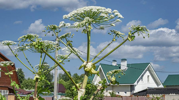 
                    Юрист предупредила о штрафах до 700 тыс. рублей для юрлиц за борщевик на участке

        