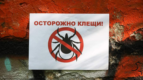 
                    В Роспотребнадзоре исключили риск появления клещей-мутантов в средней полосе РФ

        
