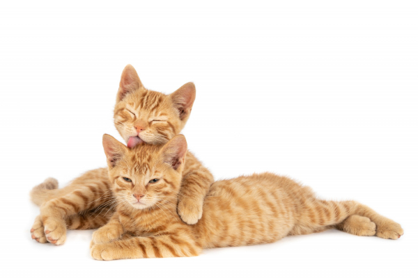 
                    Лондон предложил &laquo;более реалистичный&raquo; план взамен миротворцев на Украине
                